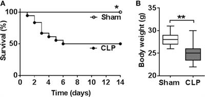 Forebrain Cholinergic Dysfunction and Systemic and Brain Inflammation in Murine Sepsis Survivors